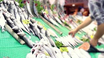 Fisch zu Sein verkauft im das Markt sind gefüttert oben auf das Regale, Meer Fisch mit Preis Stichworte stellen und gefüttert oben sind bereit zum Verkauf, selektiv Fokus video