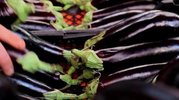 Eggplants on the grocery shelf, arranging the eggplants on the shelf and, selective focus video