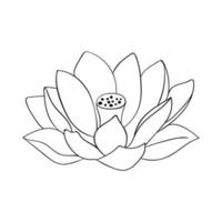 Lotus bud with a core. Big head of water lily flower. For postcards and invitations vector