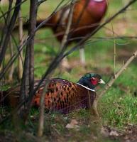 Adult male pheasant walking in the middle of a green lawn photo