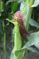 Corn on the Plants photo