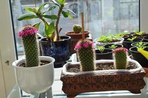 Blooming Cactus and Small Plants in Spring photo