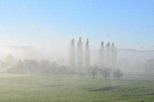 ciprés arboles en bajo niebla foto