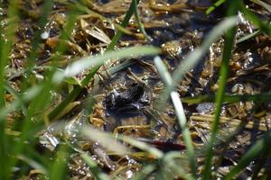 Natterjack Toad in the Swamp photo