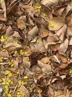 Old dried brown leaves and flowers on floor background photo