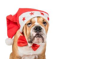 English bulldog pup,Christmas concept photo