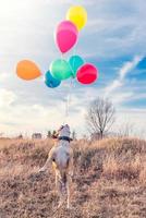 Dog with balloons photo