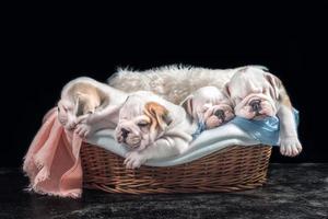 Cute English bulldog puppies photo