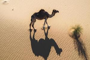 un camello yesos sus sombra en el arena en el desierto. ver desde el cima. generativo ai foto