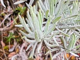 Beautiful multi-colored of wild plant and flower Anaphalis javanica on the mountain. photo