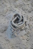 circular mounds of sand crab houses photo