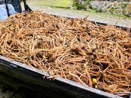 Dried ginseng roots under the sun photo