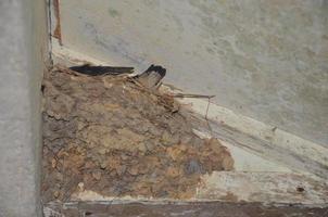 Swallow's nest made of soil on the ceiling of a house. photo