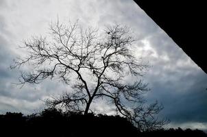 abstract background of a big tree and branches photo