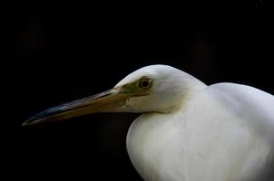 closed up portrait of a white stork with black background photo