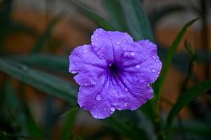 Fresco y hermosa púrpura flor ruellia angustifolia en el jardín foto