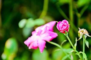 bright and fresh pink rose flower against a green nature background in the garden photo