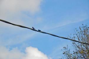 A pair of swallow birds on electric power lines with blue sky background photo