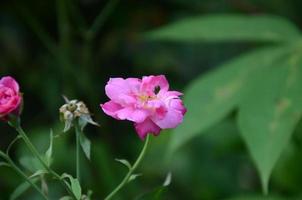 bright and fresh pink rose flower against a green nature background in the garden photo