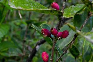 púrpura frutas de salvaje planta lumnitzera racemosa en tropical bosque. foto