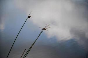 libélula en un pequeño tallo con un hermosa naturaleza antecedentes foto