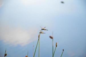 libélula en un pequeño tallo con un hermosa naturaleza antecedentes foto