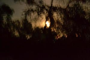 Abstract and blurred background of moonlight in the forest photo