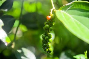 Fresh white pepper on the tree photo