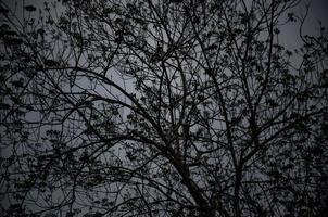 Abstract background of a huge tree and its branches in the afternoon photo