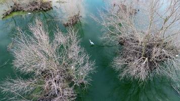 Aerial view white egret looking food in dry tree pond video