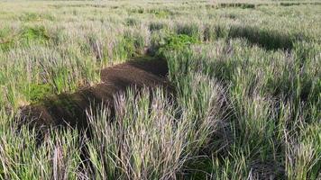 vlieg over- de wetland in avond video