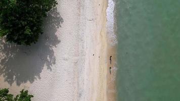 volare al di sopra di il pulito verdura spiaggia video