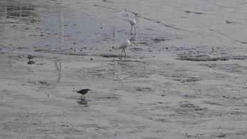 blanc aigrette et héron des oiseaux recherche nourriture video