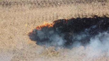 Aerial look down burning paddy field straw video