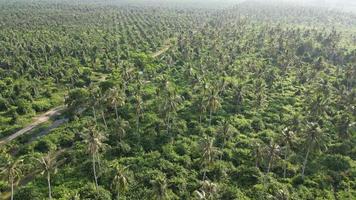 Aerial fly over coconut trees beside a rural plantation road video