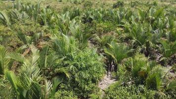 Antenne Bewegung Über Palme Baum Pflanze video