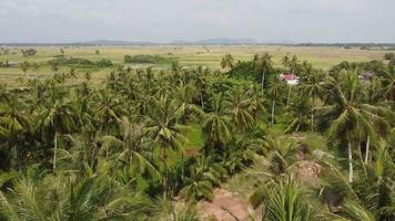 aéreo mover sobre coco árvore plantação às rural Vila Kuala muda video
