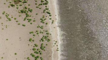 antenne kijken naar beneden jong mangrove boom Bij zee kust- video