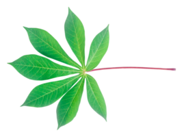 Top view photo of front side of single cassava leaf isolated with clipping path in png format