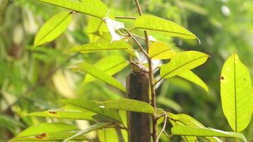 el a rayas árbol rana es el nombre de un tipo de rana ese por lo general vive en arboles video