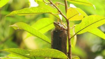 leaf frog Polypedates leucomystax video