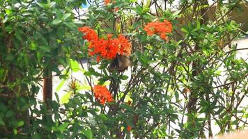 en el Mañana en verano, monarca mariposas aleteo en el Soka flores video