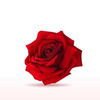 aislado romántico Rosa en 3d ilustración en blanco antecedentes vector