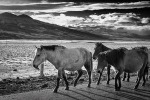ganado son volviendo hogar en el montañas de Sichuan provincia, China foto
