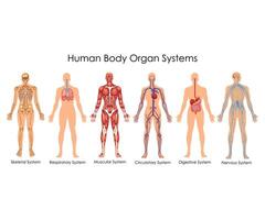 Human Body Organ Systems vector