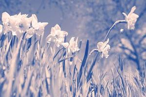 Monochrome image of daffodils in spring. Film photography, seasonal and floral concept photo
