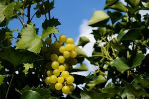 vino uvas y vino hojas en el antiguo tierra siguiente a hamburgo foto