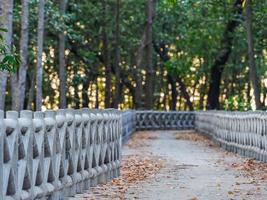 hormigón pasarela a lo largo el costa de el mangle bosque foto