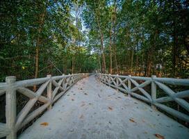 hormigón pasarela a lo largo el costa de el mangle bosque foto