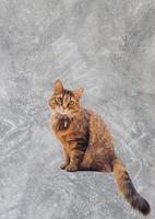 cat with grey background photo